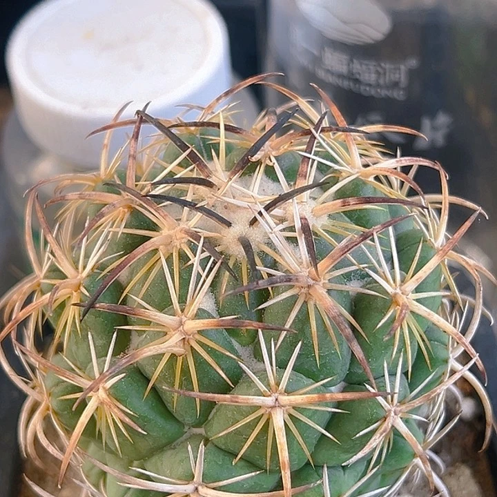 钢钉。   自根。