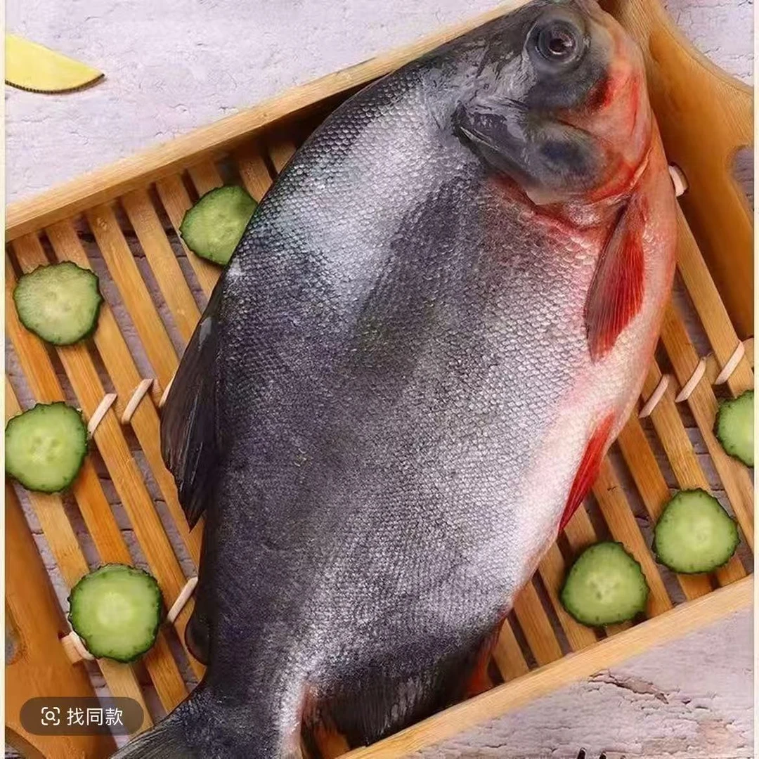 鲜活大号鲳鱼肉厚刺少营养鲜美每条一斤