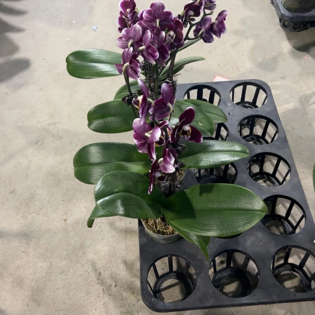 当前无花栽培后可以开花处理带花巧克力2.8杯瑕疵苗凑单发货