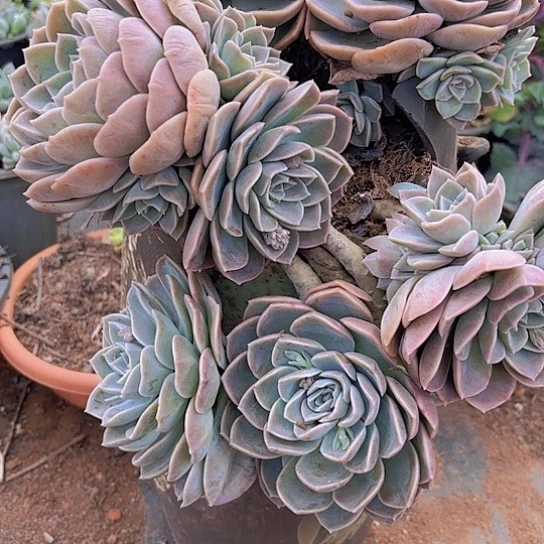 多肉植物哈利噢生