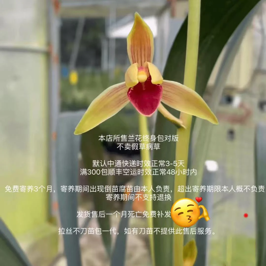 兰花 兰花苗 直播一物一拍