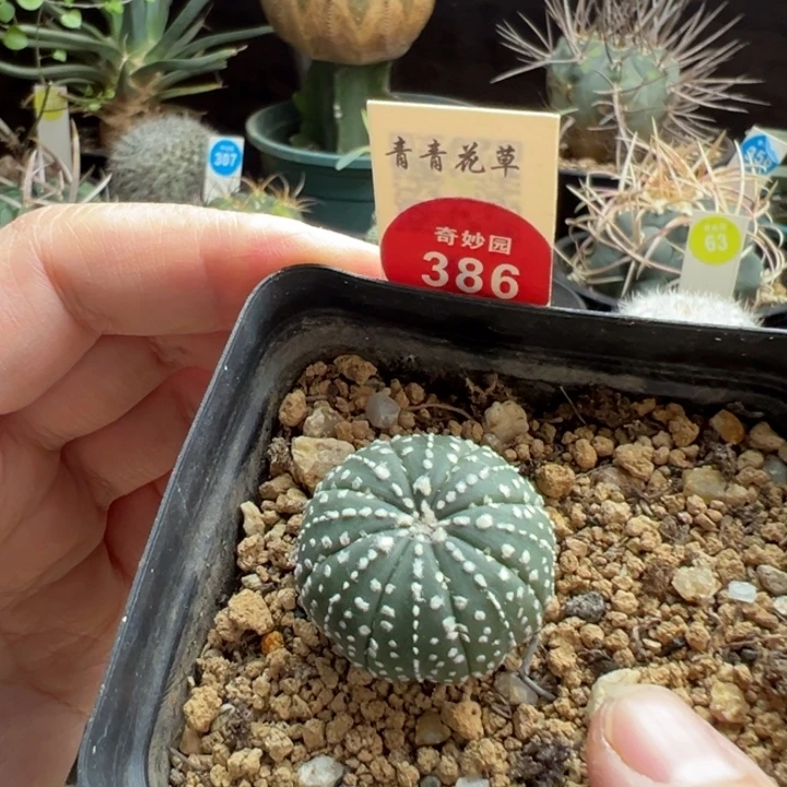 实生连心奇迹兜一棵