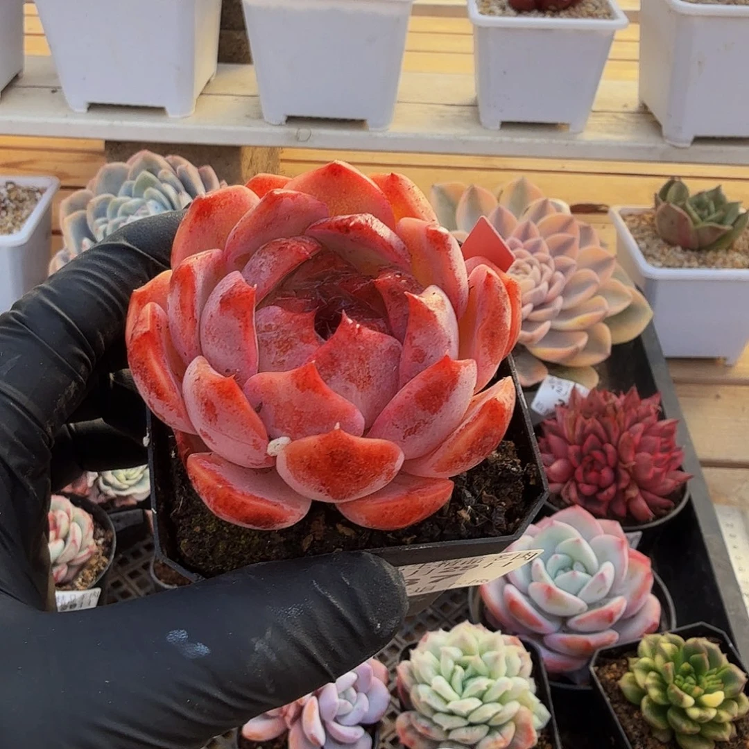 1229-37溏心单头a