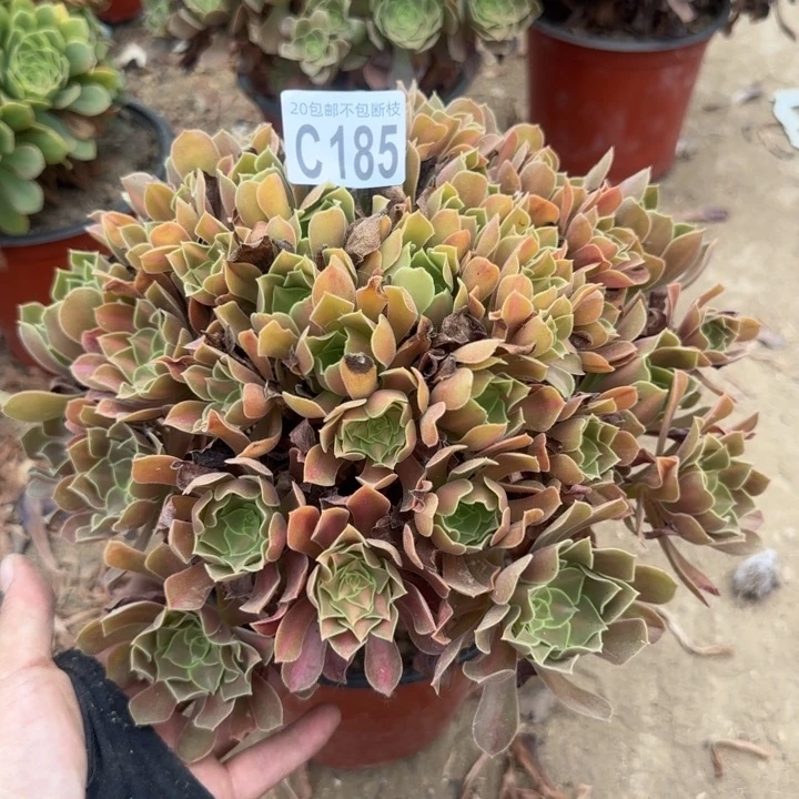 女巫中班……多肉植物……