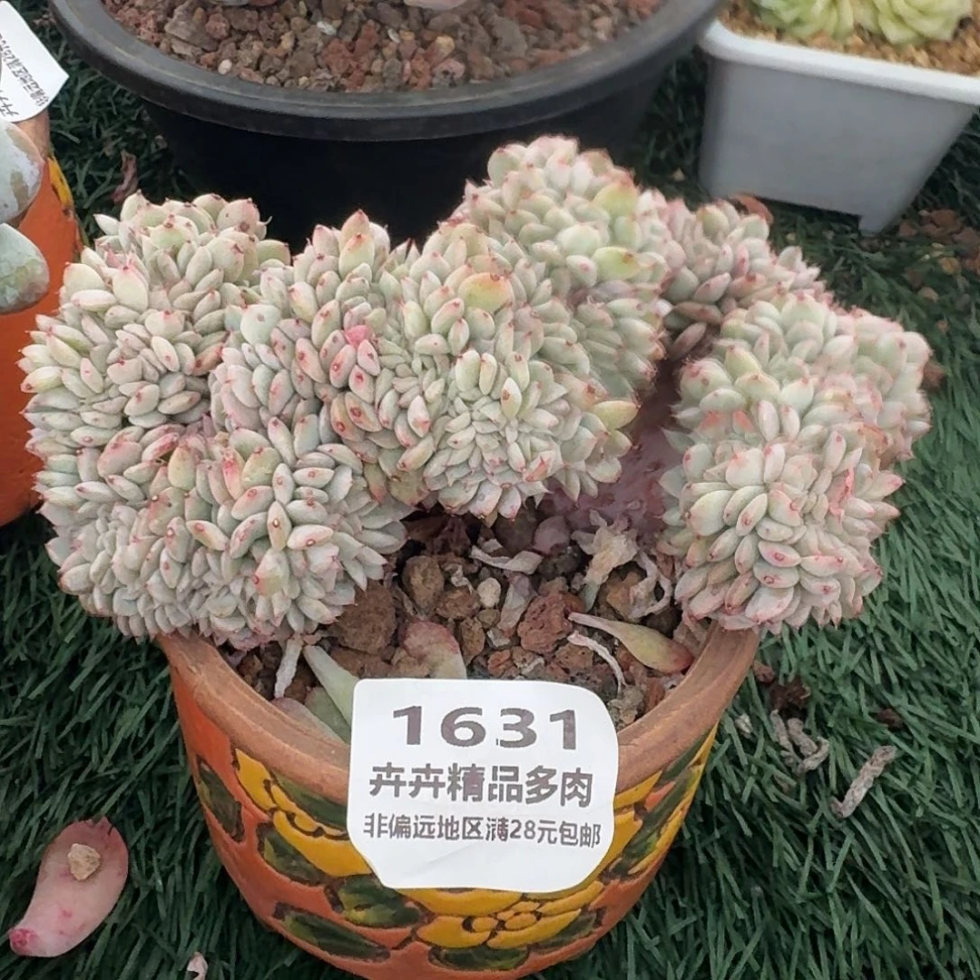 1631 卉卉精品多肉