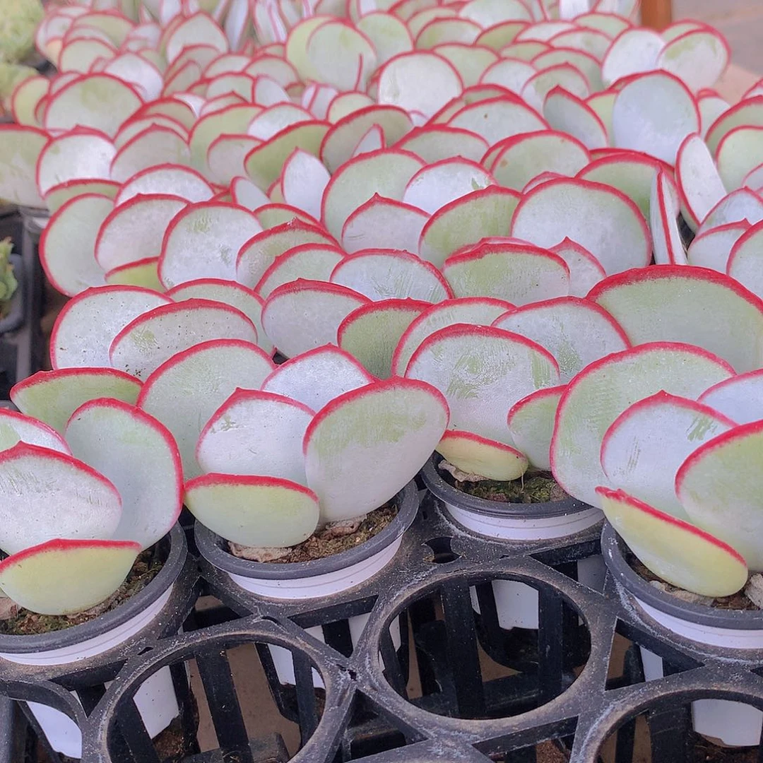 两颗白眉345677889999