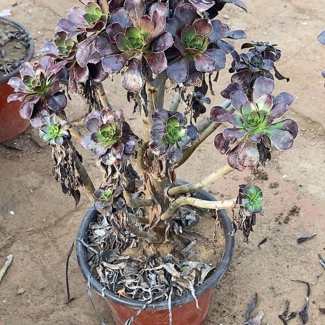 255 多肉植物不包断枝