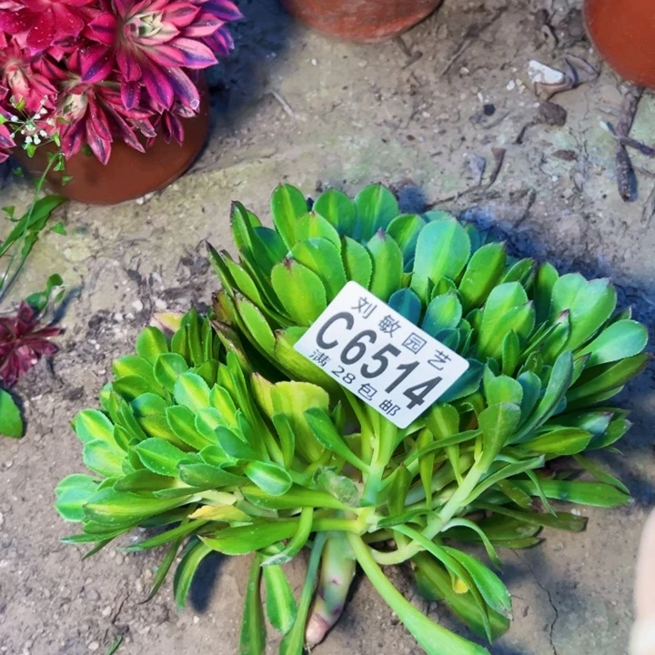 无根法师知否多肉植物6514