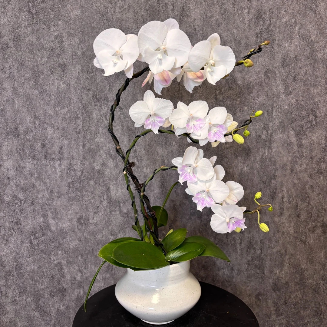 【高端定制03-蝴蝶兰】珍贵品种 好养花期长 送礼装饰 室内观赏花