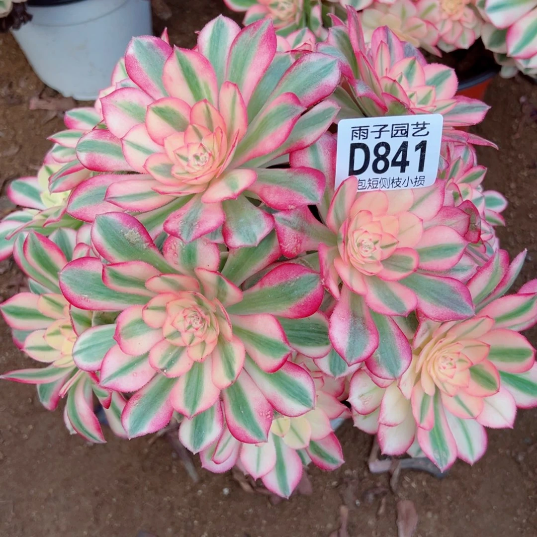 841倾城雨子多肉植物