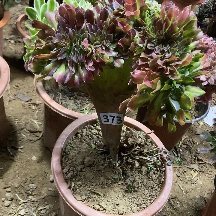 737粉女巫中班锦老庄缀化