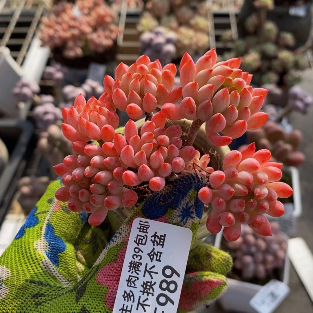 樱花989/7c m多肉