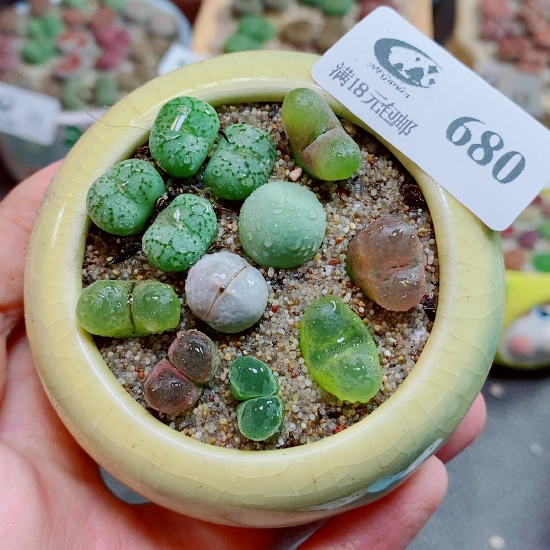 生石花花花开了680