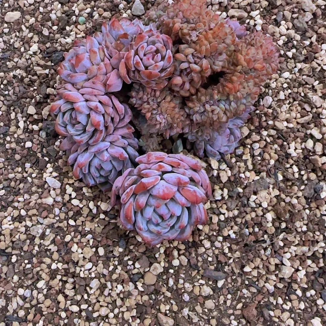 小****星星橙缀化一物一拍