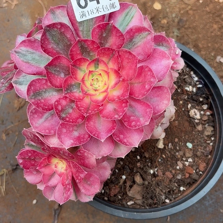 644倾城手捧诺米多肉法师锦不包侧枝断枝