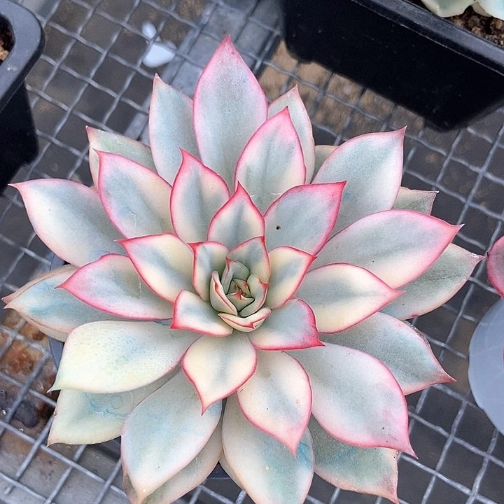 月光女神锦多肉植物