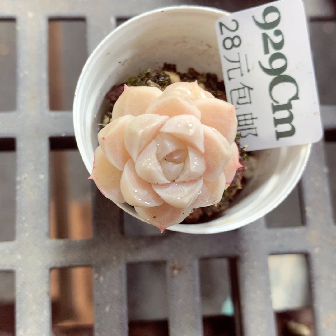 5厘米盆精控多肉929