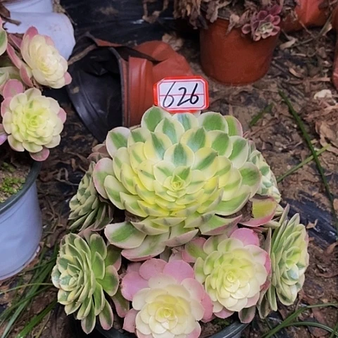 荔枝老桩捧花626号