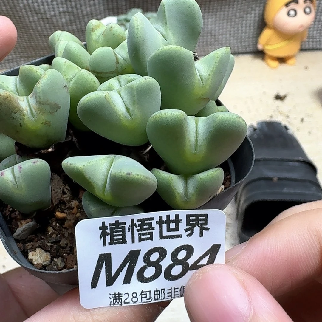 多肉植物的人生是df