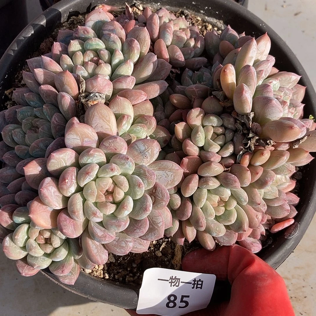 85 一物一拍不退不换