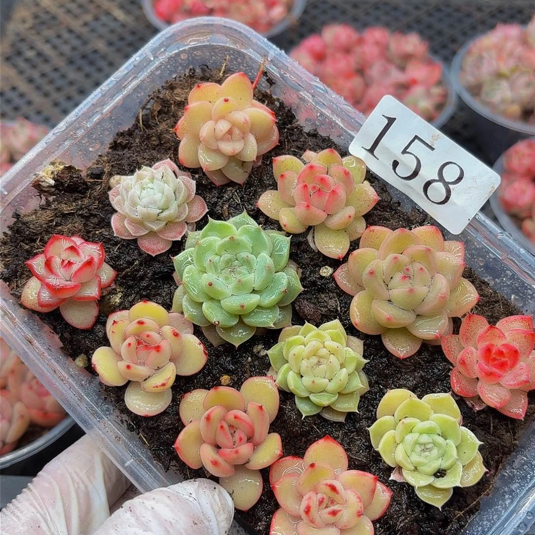 多肉植物多肉植物158