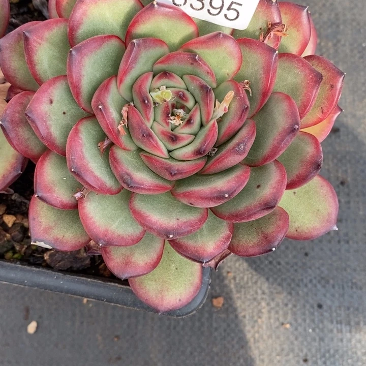 尐*糊精品多肉植物3395开花价不售后