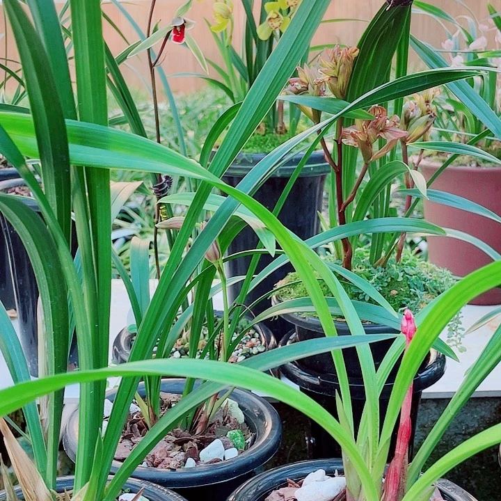 贵***园无花朵一物一漂亮去