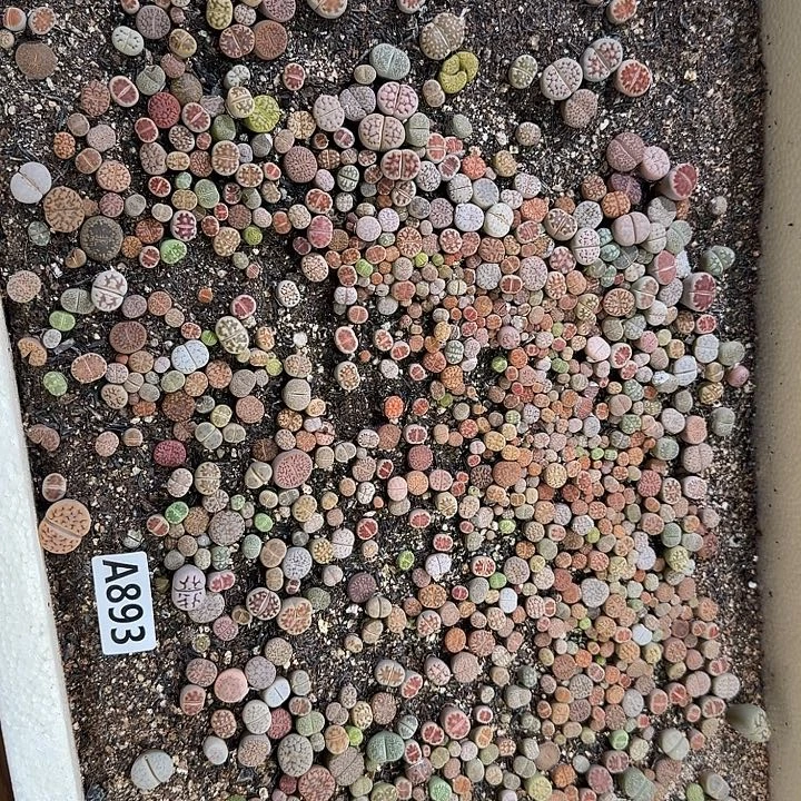 893生石花整筐脱土发货