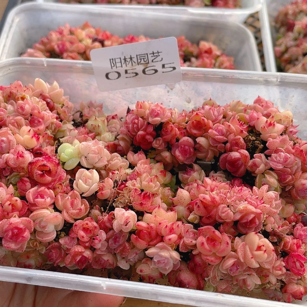 多肉植物多肉植物565