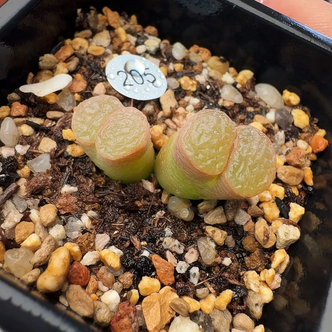 多肉植物福利风铃205