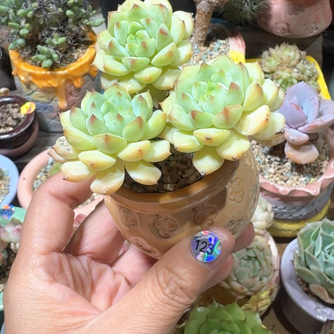 多肉含盆土 30元包邮 ➗偏远地区123