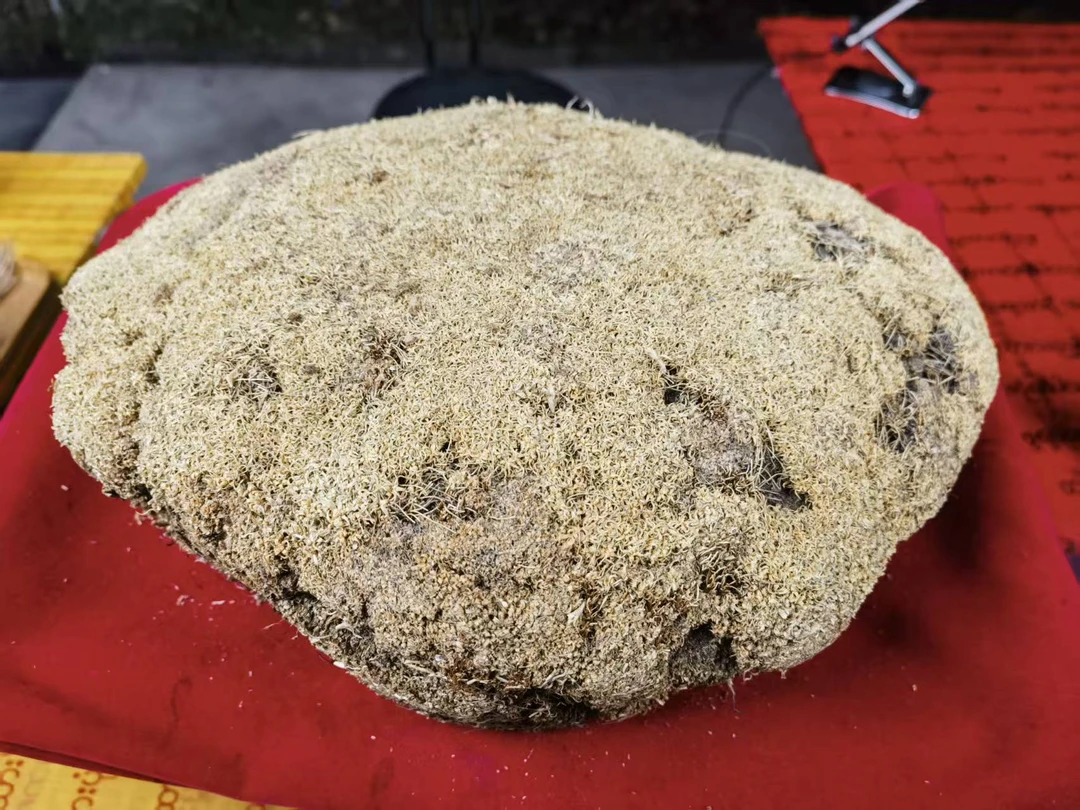 2【百-年-雪-林-芝】净含量：250g-1000g【阿徐现收】枸