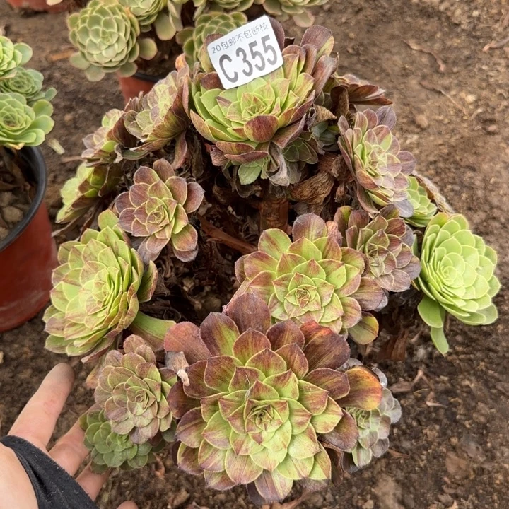 花月夜……多肉植物……