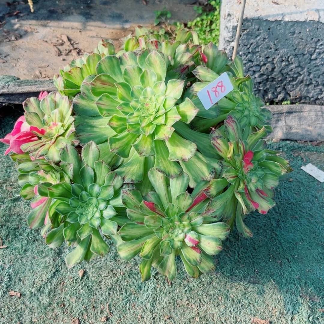 188知否法师多肉植物