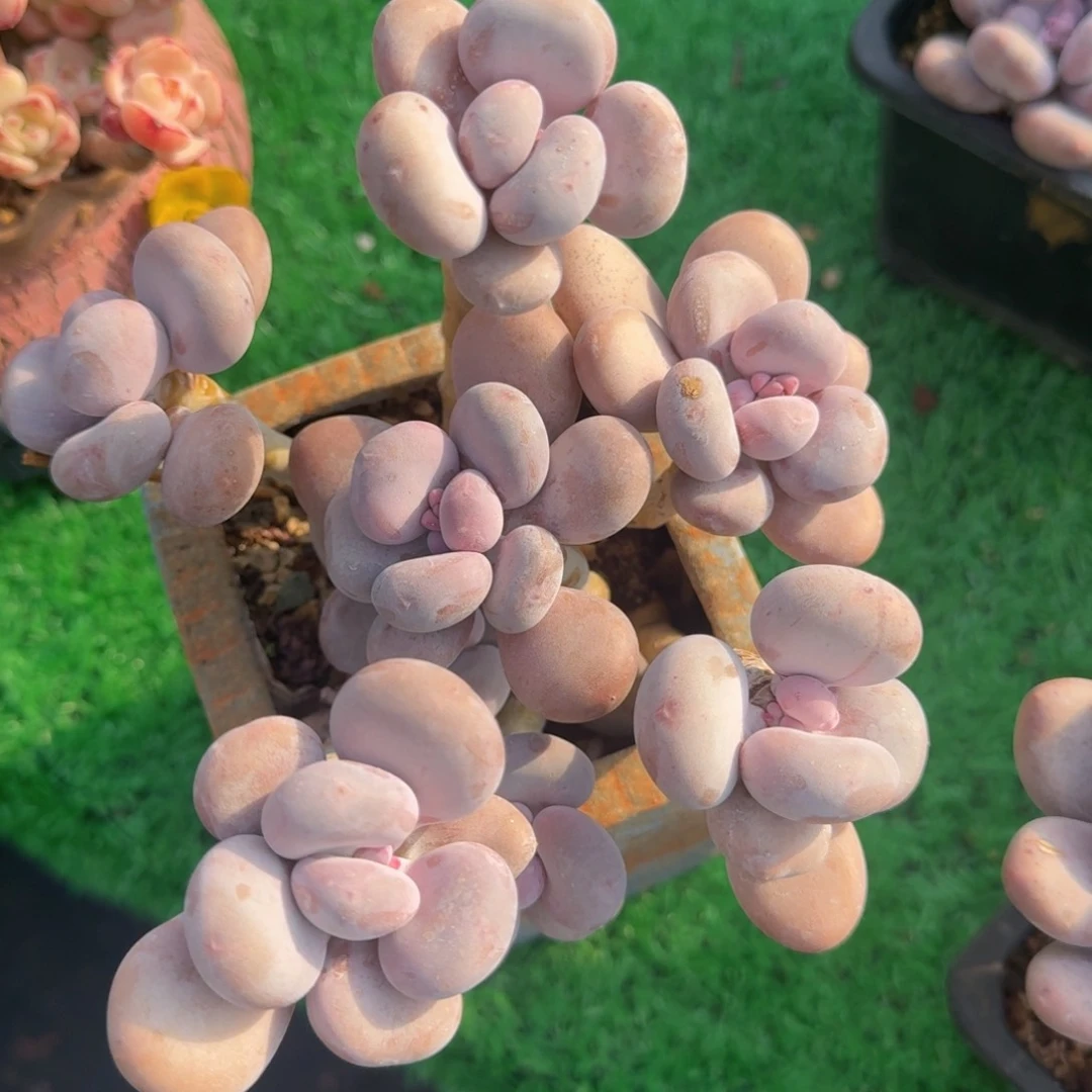 大叶奶酪老桩一物一拍