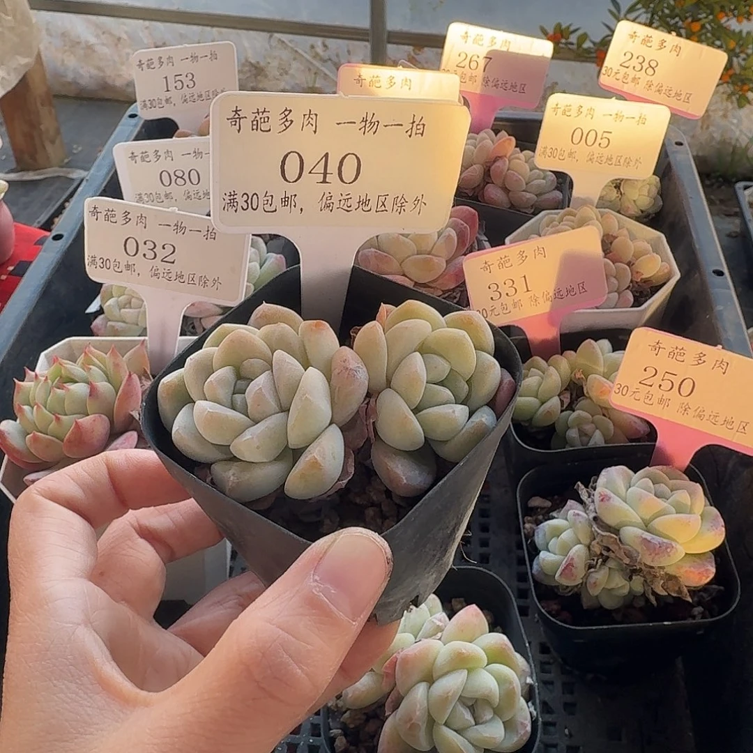 040 脱土 不包整 30元包邮非偏远