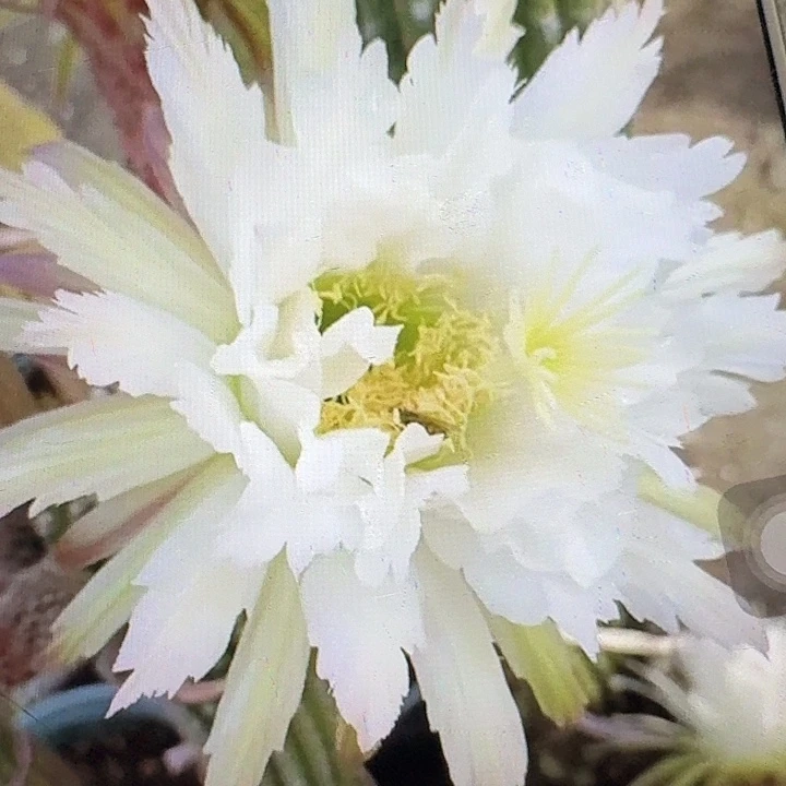 鹦鹉侧芽5公分左右毛花柱（20包邮）