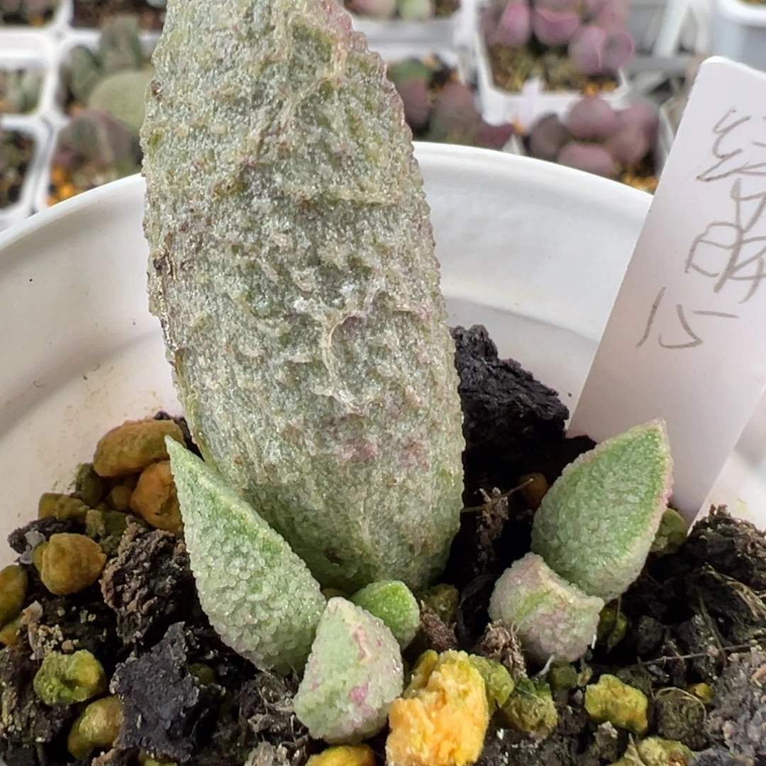 w绿猪肝多肉植物水泡