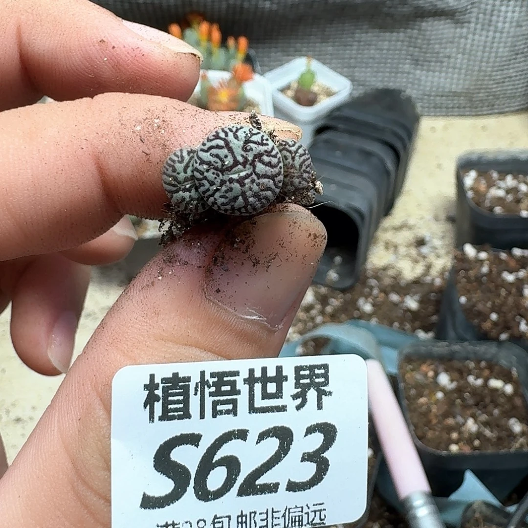 有单的拍，多肉植物