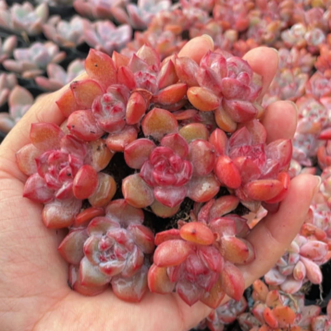 【满9.9包邮】穴盘石榴籽星影7颗多肉植物以直播间展示为主