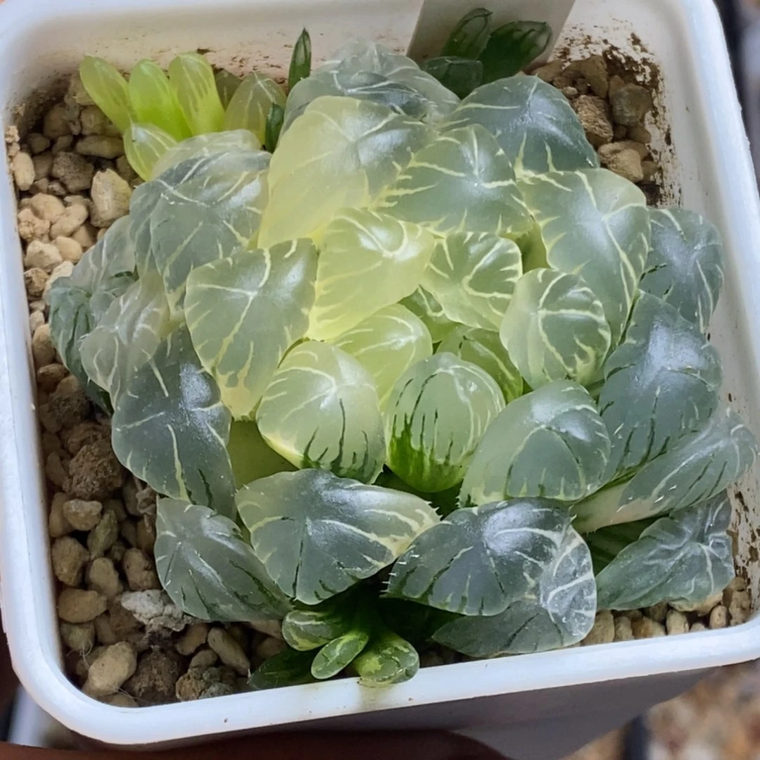 336号实生玉露锦湖水糊斑