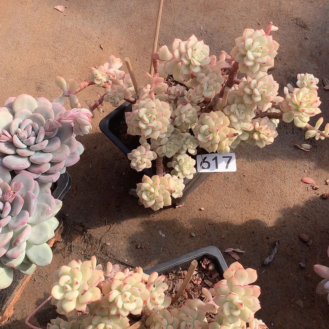 617 一物一拍多肉