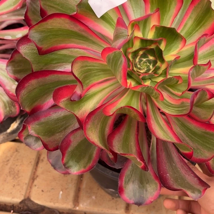 云南红魔女好看49号