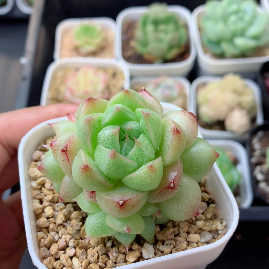 58包邮  群生不包整 74