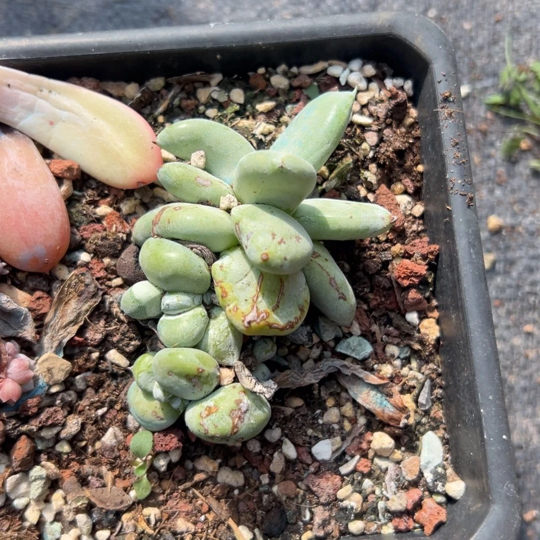 5头圆叶绿底拇指，一物一拍813