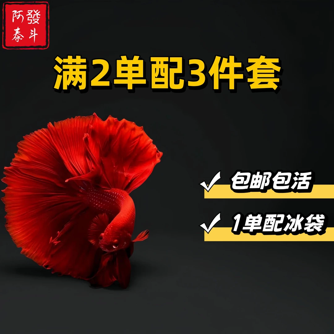 C13精品泰国小型热带淡水观赏斗鱼 好养耐活包邮包活不包损