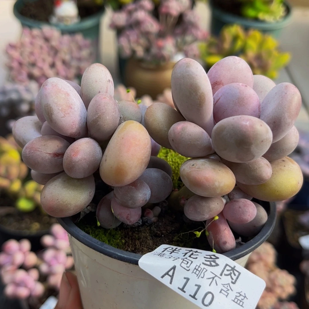 110蛋黄奶8cm多肉植物
