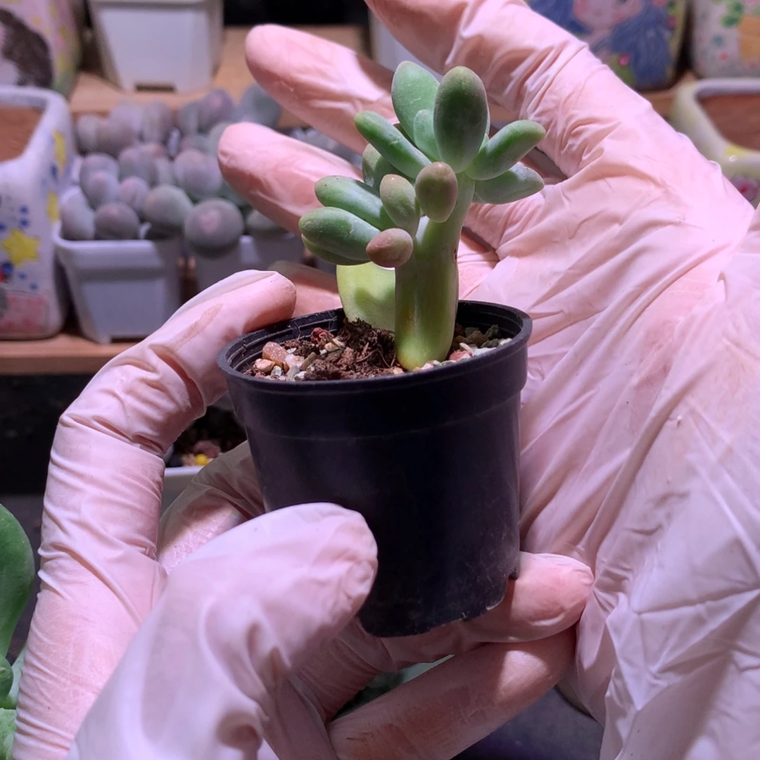 芒果奶酪多肉板子芒果奶