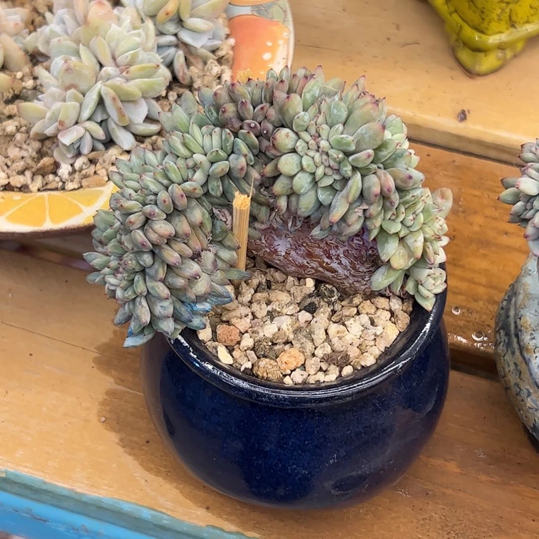 浅浅专拍星影缀zzzzzzz