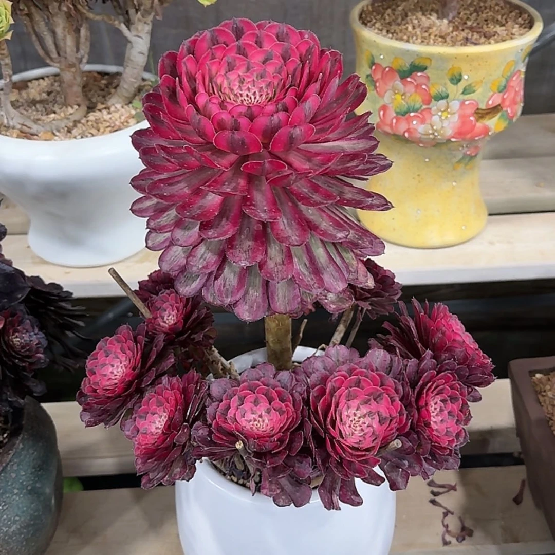 【闪购商品】爱**降法师多肉